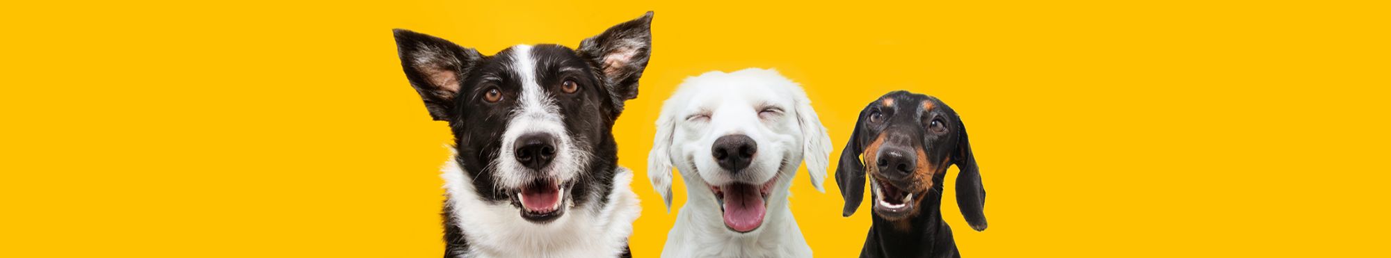 Desparasitantes para Cães